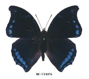  (Charaxes lycurgus lycurgus - BC-EV0376)  @14 [ ] Unspecified (default): All Rights Reserved  Unspecified Unspecified