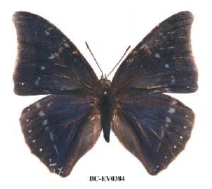  (Charaxes zelica - BC-EV0384)  @14 [ ] Unspecified (default): All Rights Reserved  Unspecified Unspecified