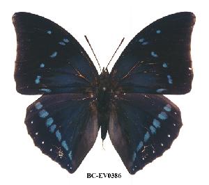  (Charaxes zelica - BC-EV0386)  @14 [ ] Unspecified (default): All Rights Reserved  Unspecified Unspecified