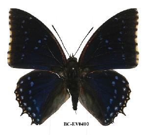  (Charaxes tiridates tiridatinus - BC-EV0400)  @14 [ ] Unspecified (default): All Rights Reserved  Unspecified Unspecified