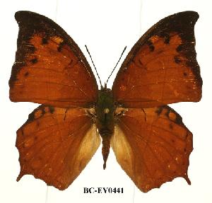  (Charaxes paphianus paphianus - BC-EV0441)  @14 [ ] Unspecified (default): All Rights Reserved  Unspecified Unspecified