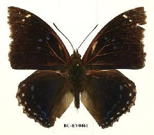  (Charaxes mixtus - BC-EV0461)  @13 [ ] Unspecified (default): All Rights Reserved  Unspecified Unspecified