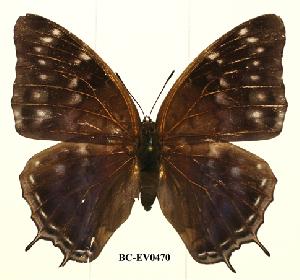  (Charaxes etheocles con03 - BC-EV0470)  @14 [ ] Unspecified (default): All Rights Reserved  Unspecified Unspecified