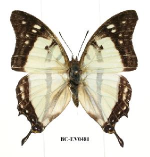  (Charaxes ehmckei - BC-EV0481)  @14 [ ] Unspecified (default): All Rights Reserved  Unspecified Unspecified
