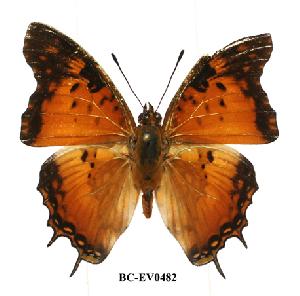  (Charaxes jahlusa pembana - BC-EV0482)  @13 [ ] Unspecified (default): All Rights Reserved  Unspecified Unspecified