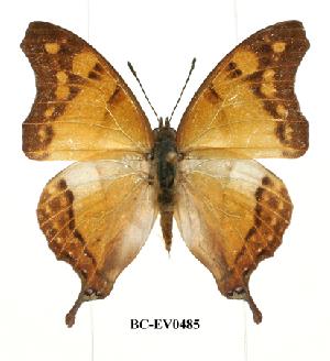  (Charaxes zoolina - BC-EV0485)  @14 [ ] Unspecified (default): All Rights Reserved  Unspecified Unspecified