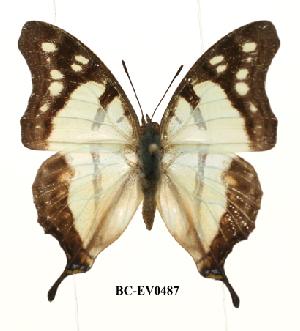  (Charaxes zoolina - BC-EV0487)  @14 [ ] Unspecified (default): All Rights Reserved  Unspecified Unspecified