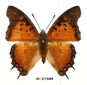  (Charaxes jahlusa - BC-EV0488)  @14 [ ] Unspecified (default): All Rights Reserved  Unspecified Unspecified