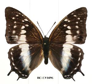  (Charaxes etheocles tan01 - BC-EV0496)  @14 [ ] Unspecified (default): All Rights Reserved  Unspecified Unspecified