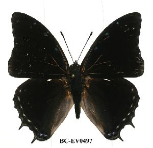  (Charaxes etheocles tan02 - BC-EV0497)  @14 [ ] Unspecified (default): All Rights Reserved  Unspecified Unspecified