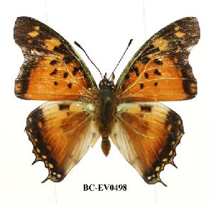  (Charaxes jahlusa rwandensis - BC-EV0498)  @12 [ ] Unspecified (default): All Rights Reserved  Unspecified Unspecified