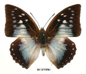  (Charaxes pyhodorus - BC-EV0501)  @14 [ ] Unspecified (default): All Rights Reserved  Unspecified Unspecified