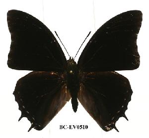  (Charaxes etheocles con01 - BC-EV0510)  @14 [ ] Unspecified (default): All Rights Reserved  Unspecified Unspecified