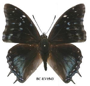  (Charaxes northcotti - BC-EV0543)  @14 [ ] Unspecified (default): All Rights Reserved  Unspecified Unspecified