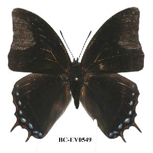  (Charaxes opinatus - BC-EV0549)  @13 [ ] Unspecified (default): All Rights Reserved  Unspecified Unspecified