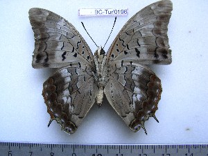  (Charaxes chevroti - BC-Turl-0196)  @14 [ ] Unspecified (default): All Rights Reserved  Unspecified Unspecified