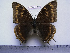  (Charaxes ochracea f.seriata - BC-Turl-0189)  @11 [ ] Unspecified (default): All Rights Reserved  Unspecified Unspecified
