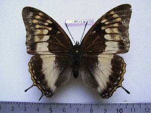  (Charaxes ochracea f.ochreata - BC-Turl-0190)  @11 [ ] Unspecified (default): All Rights Reserved  Unspecified Unspecified