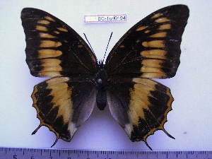  (Charaxes ochracea f.orangina - BC-Turl-0194)  @13 [ ] Unspecified (default): All Rights Reserved  Unspecified Unspecified