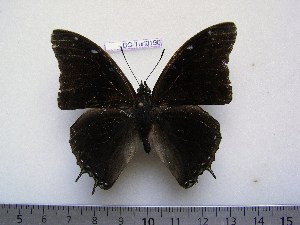  (Charaxes chevroti - BC-Turl-0196)  @14 [ ] Unspecified (default): All Rights Reserved  Unspecified Unspecified