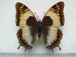  (Charaxes galawadiwosi f.leonardi - BC-Turl-0209)  @14 [ ] Unspecified (default): All Rights Reserved  Unspecified Unspecified