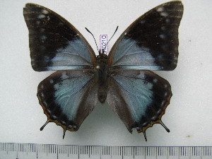  (Charaxes variata f.caerulescens - BC-Turl-0210)  @13 [ ] Unspecified (default): All Rights Reserved  Unspecified Unspecified