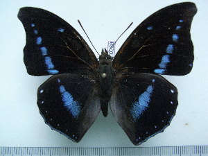  (Charaxes porthos dummeri - BC-Turl-0238)  @14 [ ] Unspecified (default): All Rights Reserved  Unspecified Unspecified