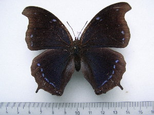  (Charaxes laodice - BC-Turl-0242)  @14 [ ] Unspecified (default): All Rights Reserved  Unspecified Unspecified