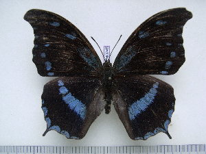  (Charaxes doubledayi - BC-Turl-0245)  @14 [ ] Unspecified (default): All Rights Reserved  Unspecified Unspecified