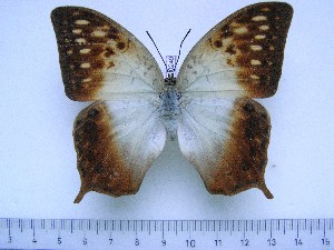  (Charaxes fulvescens maesseni - BC-Turl-0249)  @13 [ ] Unspecified (default): All Rights Reserved  Unspecified Unspecified