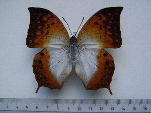  (Charaxes obudoensis - BC-Turl-0261)  @11 [ ] Unspecified (default): All Rights Reserved  Unspecified Unspecified