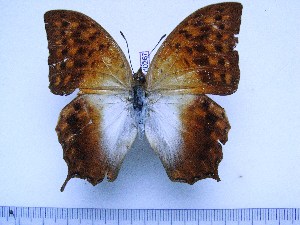  (Charaxes varanes torbeni - BC-Turl-0267)  @11 [ ] Unspecified (default): All Rights Reserved  Unspecified Unspecified