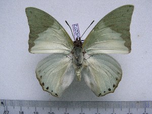  (Charaxes eupale latimargo - BC-Turl-0272)  @13 [ ] Unspecified (default): All Rights Reserved  Unspecified Unspecified