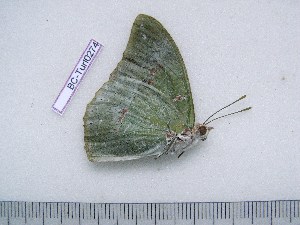  (Charaxes dilutus veneris - BC-Turl-0274)  @12 [ ] Unspecified (default): All Rights Reserved  Unspecified Unspecified