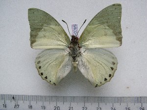  (Charaxes dilutus kasitu - BC-Turl-0285)  @13 [ ] Unspecified (default): All Rights Reserved  Unspecified Unspecified