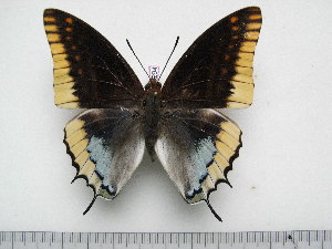  (Charaxes epijasius - BC-Turl-0294)  @13 [ ] Unspecified (default): All Rights Reserved  Unspecified Unspecified