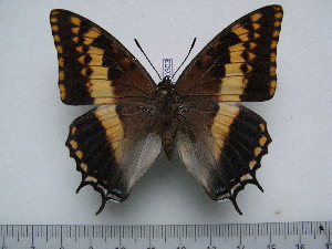  (Charaxes pelias - BC-Turl-0303)  @11 [ ] Unspecified (default): All Rights Reserved  Unspecified Unspecified