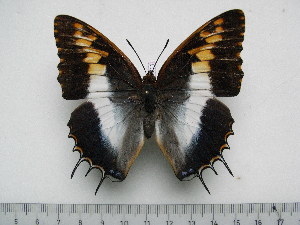  (Charaxes andara - BC-Turl-0311)  @14 [ ] Unspecified (default): All Rights Reserved  Unspecified Unspecified