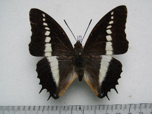  (Charaxes brutus angustus - BC-Turl-0315)  @15 [ ] Unspecified (default): All Rights Reserved  Unspecified Unspecified
