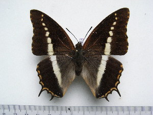  (Charaxes junius - BC-Turl-0318)  @14 [ ] Unspecified (default): All Rights Reserved  Unspecified Unspecified
