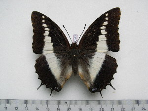 (Charaxes brutus natalensis - BC-Turl-0319)  @14 [ ] Unspecified (default): All Rights Reserved  Unspecified Unspecified