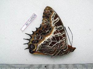  (Charaxes pollux geminus - BC-Turl-0324)  @11 [ ] Unspecified (default): All Rights Reserved  Unspecified Unspecified