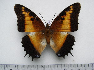  (Charaxes pollux annamariae - BC-Turl-0325)  @11 [ ] Unspecified (default): All Rights Reserved  Unspecified Unspecified