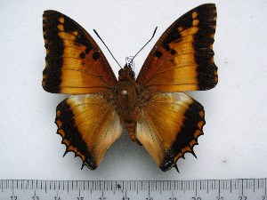  (Charaxes pollux gazanus - BC-Turl-0327)  @11 [ ] Unspecified (default): All Rights Reserved  Unspecified Unspecified