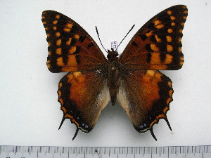  (Charaxes dowsetti - BC-Turl-0328)  @13 [ ] Unspecified (default): All Rights Reserved  Unspecified Unspecified