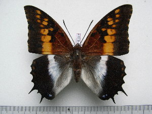  (Charaxes ansorgei ansorgei - BC-Turl-0329)  @15 [ ] Unspecified (default): All Rights Reserved  Unspecified Unspecified