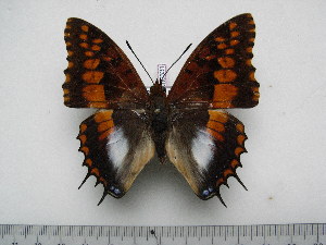 (Charaxes ansorgei rydoni - BC-Turl-0331)  @12 [ ] Unspecified (default): All Rights Reserved  Unspecified Unspecified