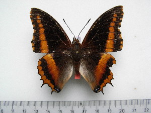  (Charaxes eudoxus goubandana - BC-Turl-0335)  @11 [ ] Unspecified (default): All Rights Reserved  Unspecified Unspecified