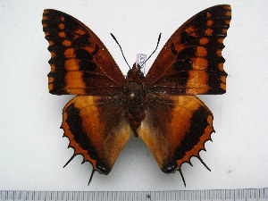  (Charaxes lucyae - BC-Turl-0339)  @13 [ ] Unspecified (default): All Rights Reserved  Unspecified Unspecified
