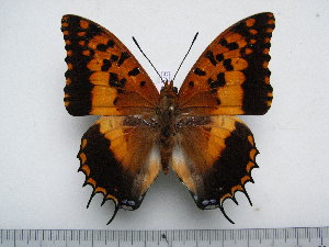  (Charaxes phraortes - BC-Turl-0345)  @14 [ ] Unspecified (default): All Rights Reserved  Unspecified Unspecified